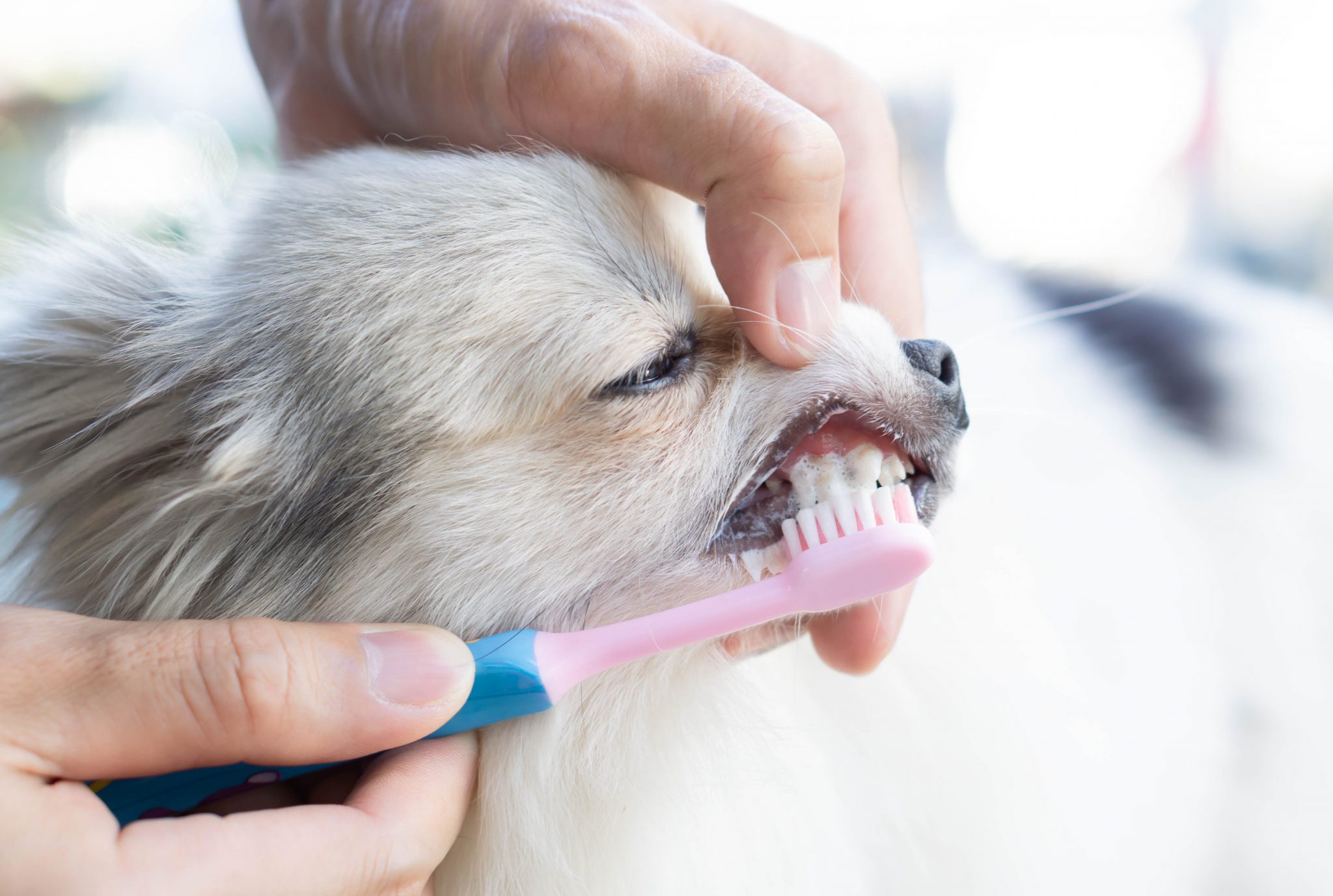 Comment brosser les dents de son chien ?