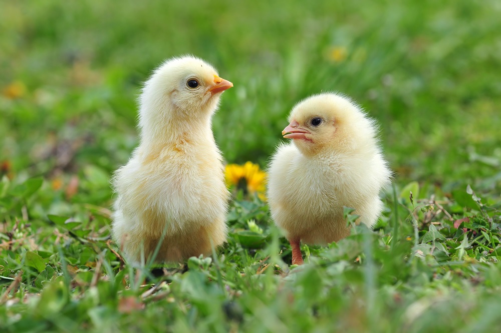 Quelle est la méthode pour avoir des poussins ?