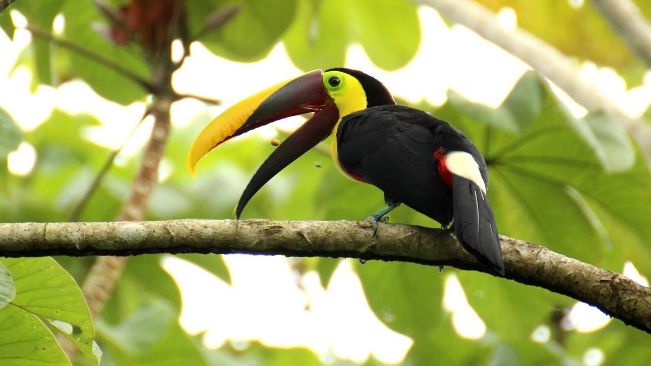 Quels animaux se trouvent au Costa Rica ?