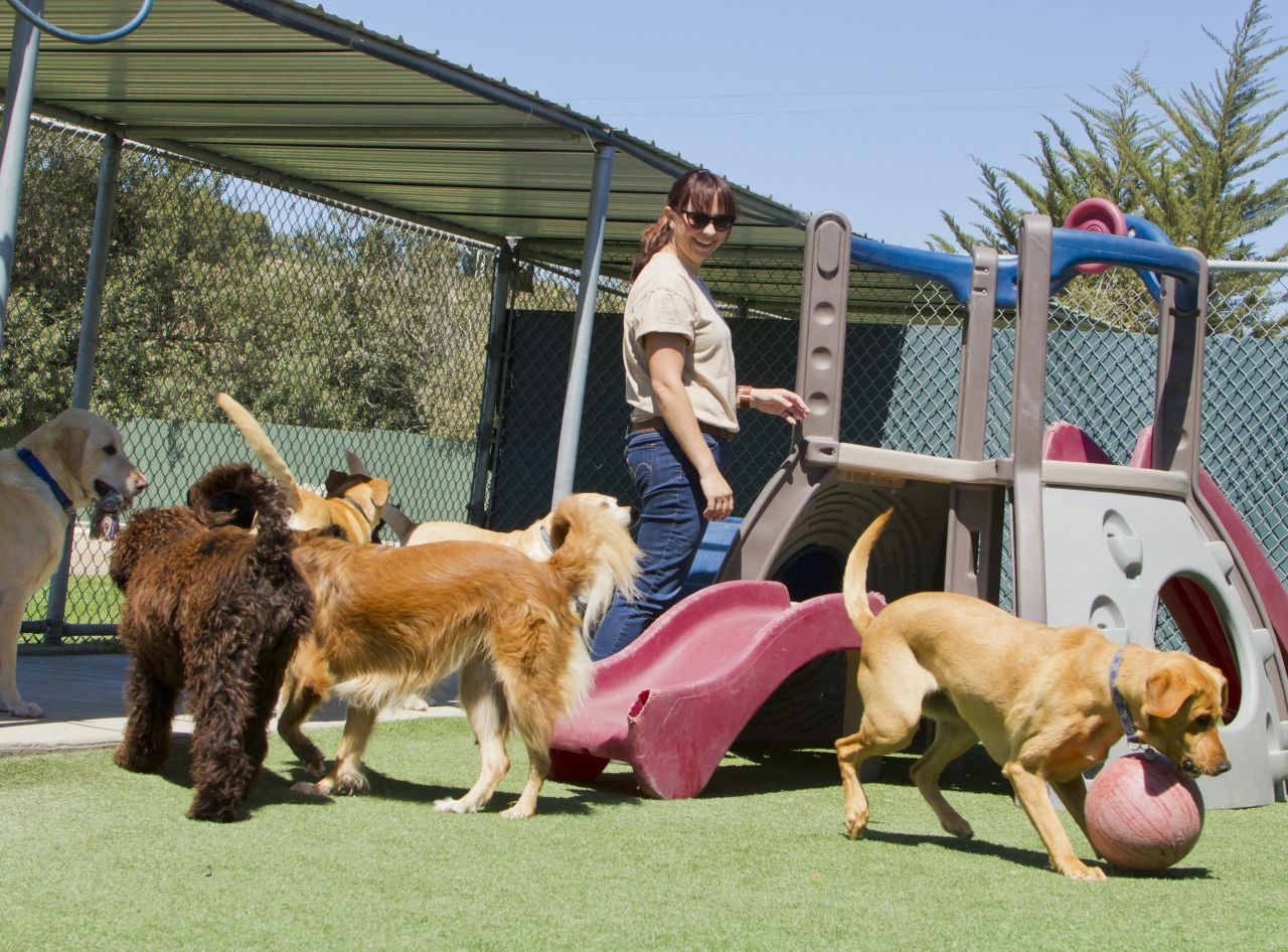 Comment faire garder son chien pour les vacances ?